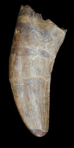 Serrated Tyrannosaur Tooth - Montana #43653
